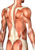 Image showing Fascia covering muscle