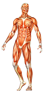 Muscular system with skin removed